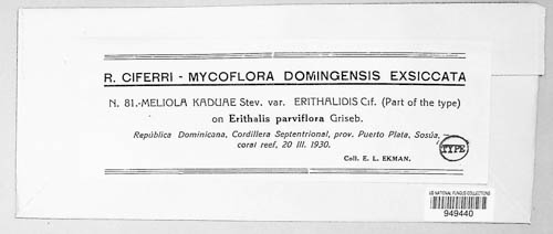Setameliola kaduae image